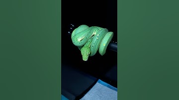 Blueline Green Tree Python