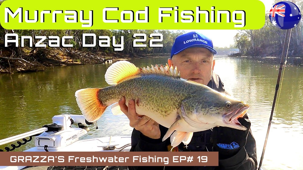 Murray Cod Fishing Echuca/Moama Anzac Day 2022 Grazza's Freshwater