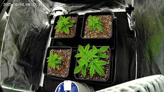 16/06/2025 - Strains -  Cream Cookies Auto (3) + Gorilla Cookies Auto (2) + 69.G Photo