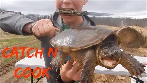 Snapping turtle Catch N Cook (GRAPHIC)!!!!