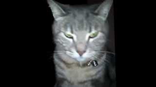 Bouky, Un Beau Chat Bouqué