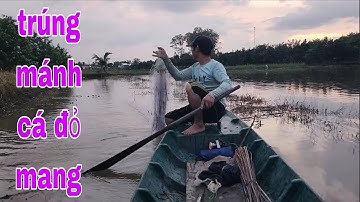 Giăng Lưới Cặp Mé Ruộng Trúng Bầy Cá Đỏ Mang Bự Bự Quá Đã # SĂN BẮT ĐỒNG THÁP #