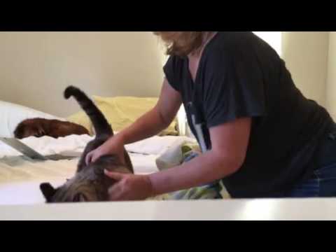 How to towel grab a cat – close up. 