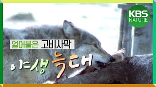 몽골 고비사막 지배하는 야생늑대 | KBS파노라마 “바람의 땅, 고비” (2014년 2월 13일 방송)