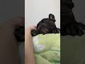 French Bulldog crawls under the blanket | #Shorts