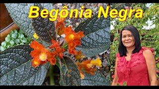 BEGONIA NEGRA Com Flor da Begonia negra cuidados com a Begonia - thptnganamst.edu.vn