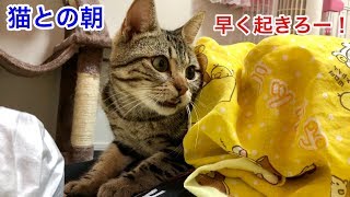 甘えん坊の猫と一緒に朝を迎えるとこうなりますｗ