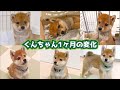 【豆柴】 すごい変化！くんちゃんの１ヶ月での成長まとめ【子犬】-  One Month Growth of Shiba Inu puppy 시바견