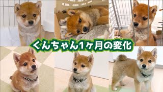 【豆柴】 すごい変化！くんちゃんの１ヶ月での成長まとめ【子犬】-  One Month Growth of Shiba Inu puppy 시바견