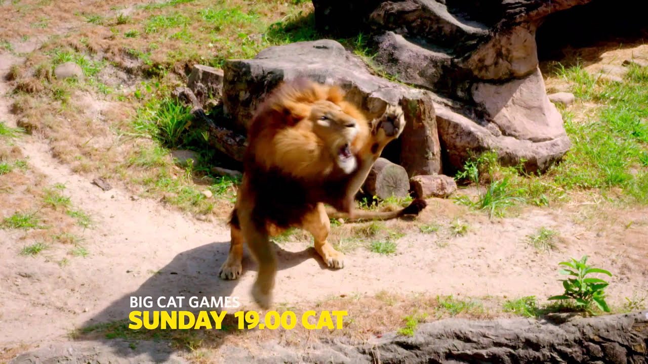 BIG CAT GAMES - BIG CAT MONTH - YouTube