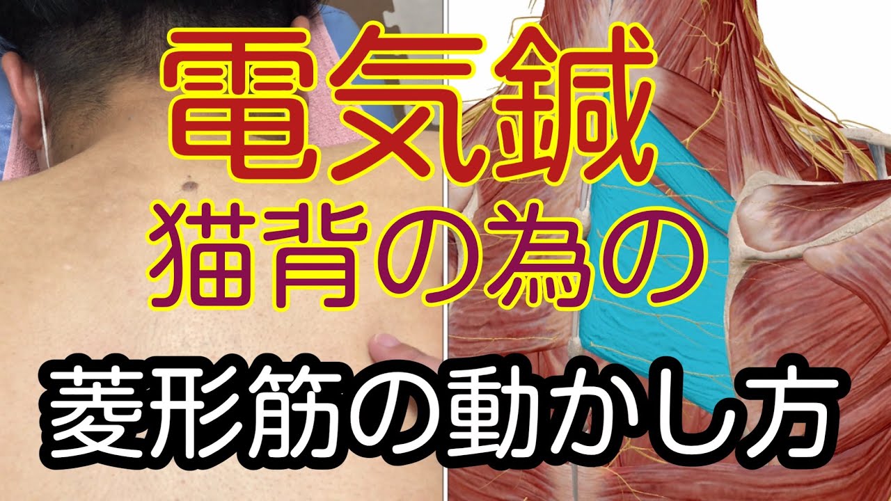 電気鍼講座！猫背の菱形筋の動かし方！背中のこりにおすすめ