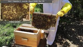 Bee Hive 1 Inspection #3 June 6th. Swarm caught using a 5 frame bait hive on May 17th.