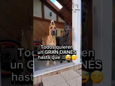 Todos Quieren Un GRAN DANÉS Hasta Que Videosgraciosos Videoshort Perros Grandanes