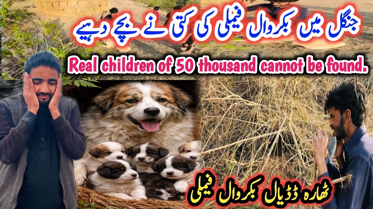 Thara Dadyal Bakrwal Family vlog |Real Children of 50 thousand cannot be found|Israr ahmed official 