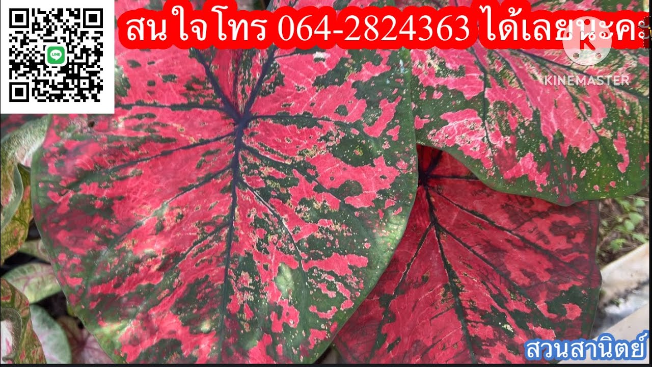 Ep.966💖🎈บอนสีสวยๆ มาแล้ว มีแบ่งเยอะมาก☎️โทร064-2824363#บอนสี #บอนสีโบราณ Ep.966💖🎈บอนสีสวยๆ มาแล้ว มีแบ่งเยอะมาก☎️โทร064-2824363#บอนสี #บอนสีโบราณ