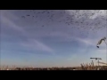 Супер охота на гуся! Тысячные налеты 2016