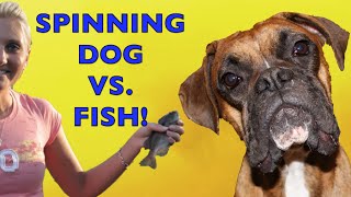 Brock the Boxer: SPINNING FISH ATTACK!! by Brock the Boxer TV 10,147 views 9 years ago 50 seconds