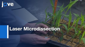 Laser Microdissection RNA-Seq :  Leaf Development Analysis | Protocol Preview