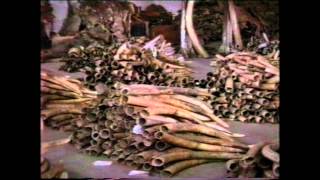 Ivory and Terrorism: A link too strong to ignore... by AEFFonline 4,229 views 11 years ago 1 minute, 22 seconds