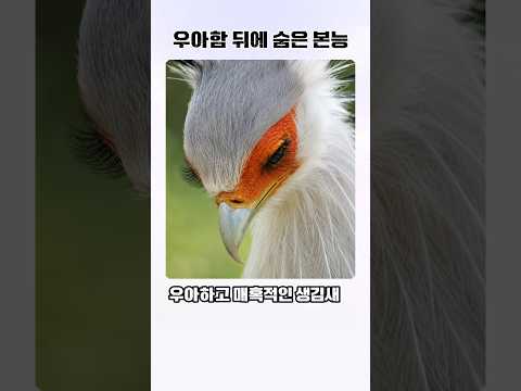 뱀을 보면 눈빛부터 달라지는 새 thumbnail