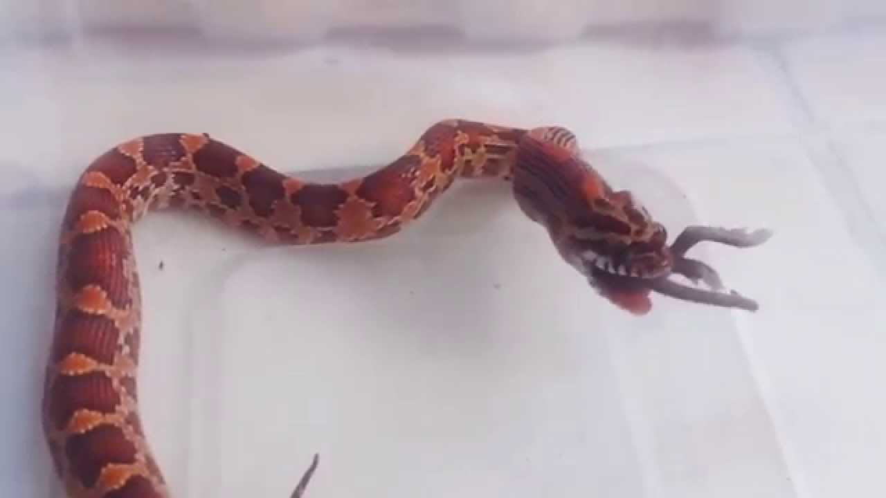 camera iphone 8 plus apk corn snake hatchling Ruffles ^_^