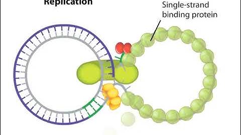 Rolling Circle Mode of DNA Replication