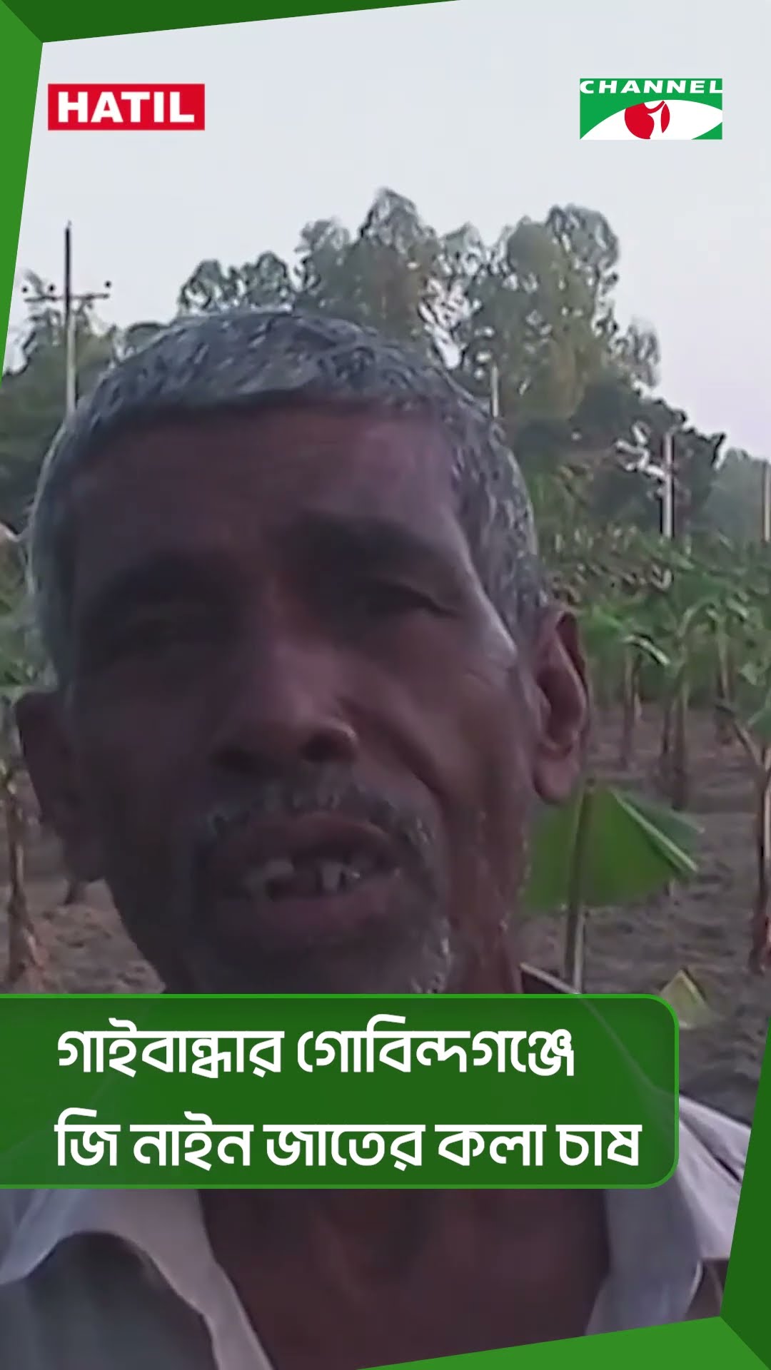 গাইবান্ধার গোবিন্দগঞ্জে জি নাইন জাতের কলা চাষ || Channel i News