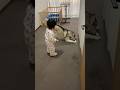 怖がりからの・・・おもちゃを投げる1歳児そしてシベリアンハスキーは暴走! #shorts