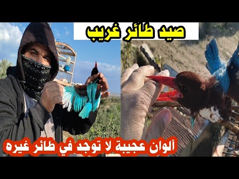 الإمساك بطير غريب جدا على أعواد المخيط وله صوت مرعب