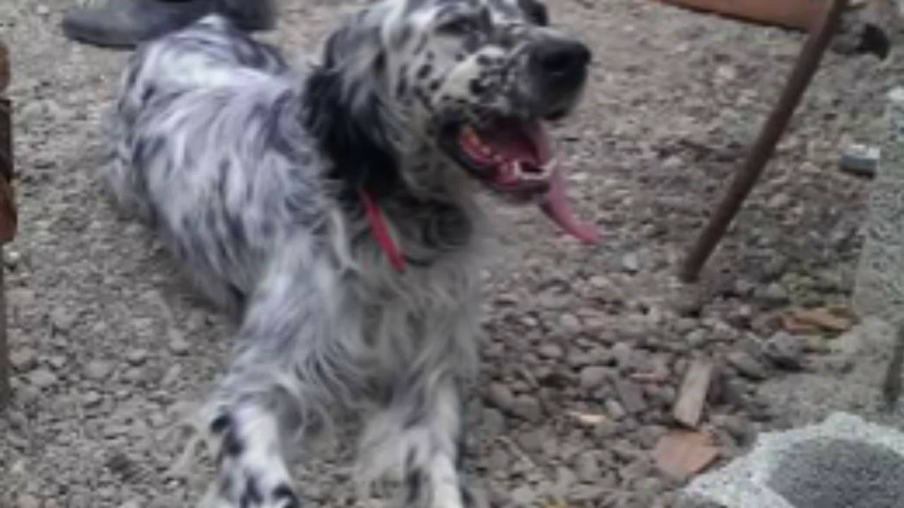 Tos köy bekaroğlu 2