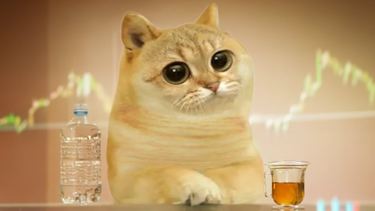 CAT COIN IS PUMPING!! MASSIVE PUMP FOR $CAT!