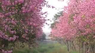 20141210虎尾農博大排