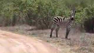Zebra And Giraffe