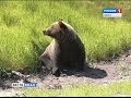 Встреча с косолапым! Один из огородников Надыма наткнулся в лесу на медведя