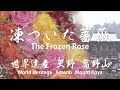 神社には常にバラが供えられいる。なぜか美しい。そして高野山に向かった・Roses are always offered at the shrine. I don't know why,