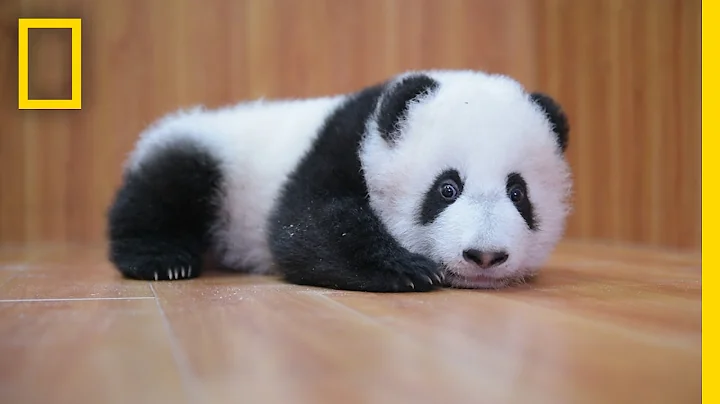 Raising Cute Pandas: It's Complicated | National Geographic - DayDayNews