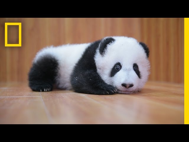 Raising Cute Pandas: It's Complicated | National Geographic class=