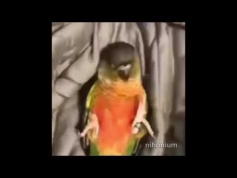 eepy birb