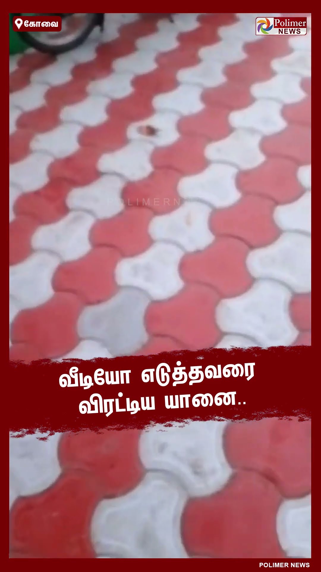 வீடியோ எடுத்தவரை விரட்டிய காட்டு யானை..!! #shorts