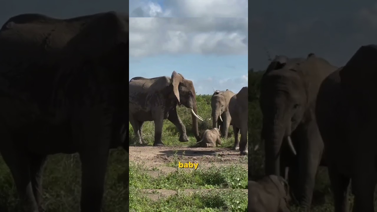 The Most Shocking Animal Moments Ever Caught on Camera