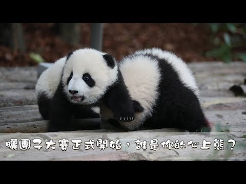 《熊貓主題趴》曬團子大賽正式開始，快來感受國寶們的排場！| iPanda熊貓頻道