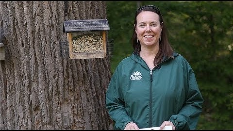 PETITTI Birding Feeding Tips to Deter Squirrels, Attract Species, and Minimize Mess