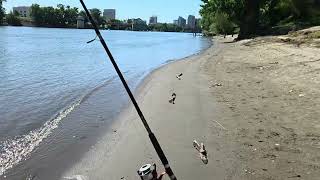 Sacramento River Fishing returning to Broderick Beach 5/15/26 "Great Friday"