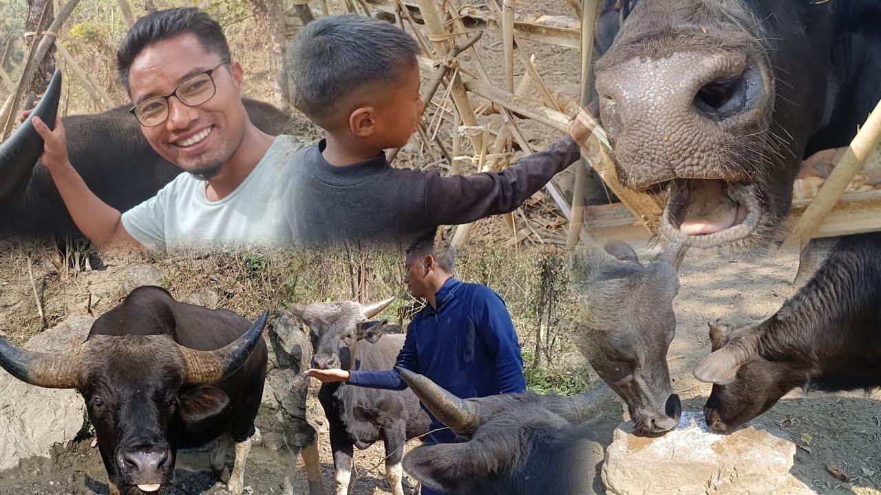 Salt and Tapioca feeding to the Mithun ll State animals of Nagaland ll Kenchenshu ll