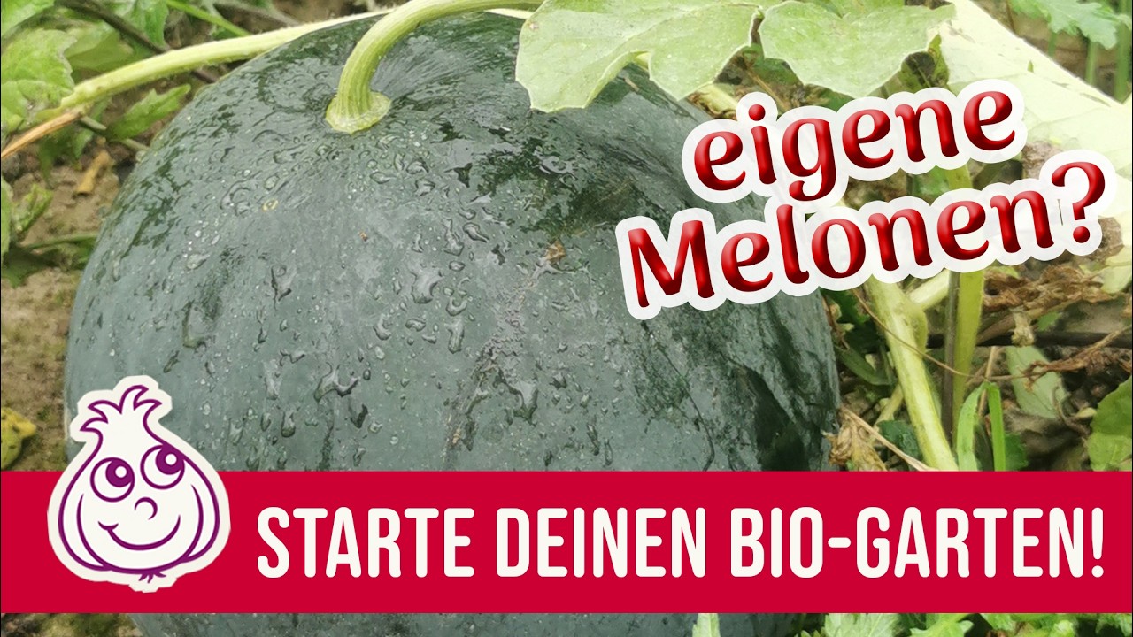 „Wir pflanzen die Zwiebeln jetzt im Horst, drei bis fünf Pflanzen zusammen – aber das ist nicht das, was mich heute sprachlos gemacht hat.“ Wir standen Mitte April im Gemüsegarten, die Sonne...