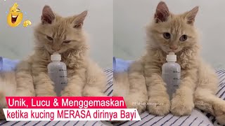 SO CUTE/cats act like BABIES until they fight over milk bottles/funny cats compilation/#CT
