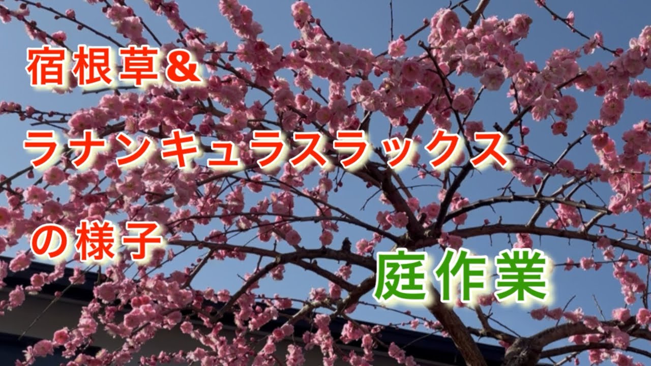 3月上旬の庭作業/宿根草、ラックスの様子