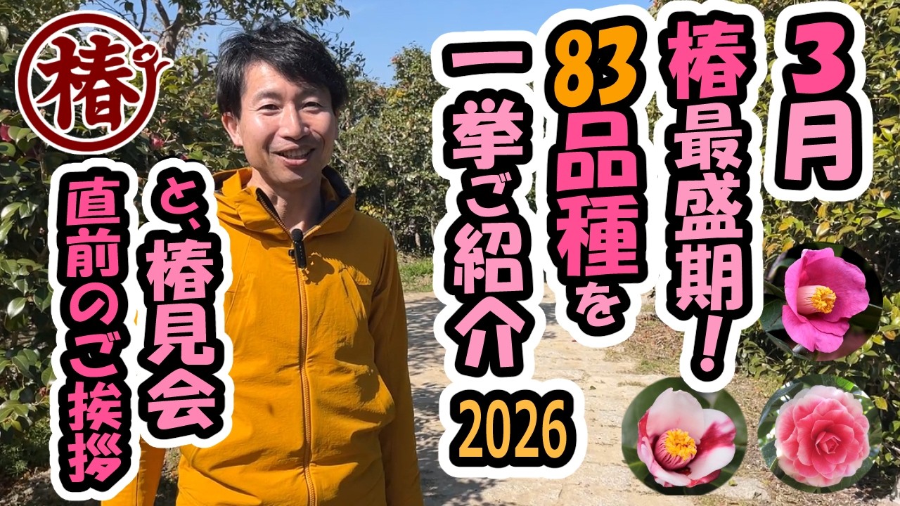 椿　つばき　3m 掘り起こしの方限定　群馬県 maxresdefault.jpg