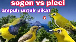 suara pikat sogon | sogon vs pleci | suara pikat burcil terbaru