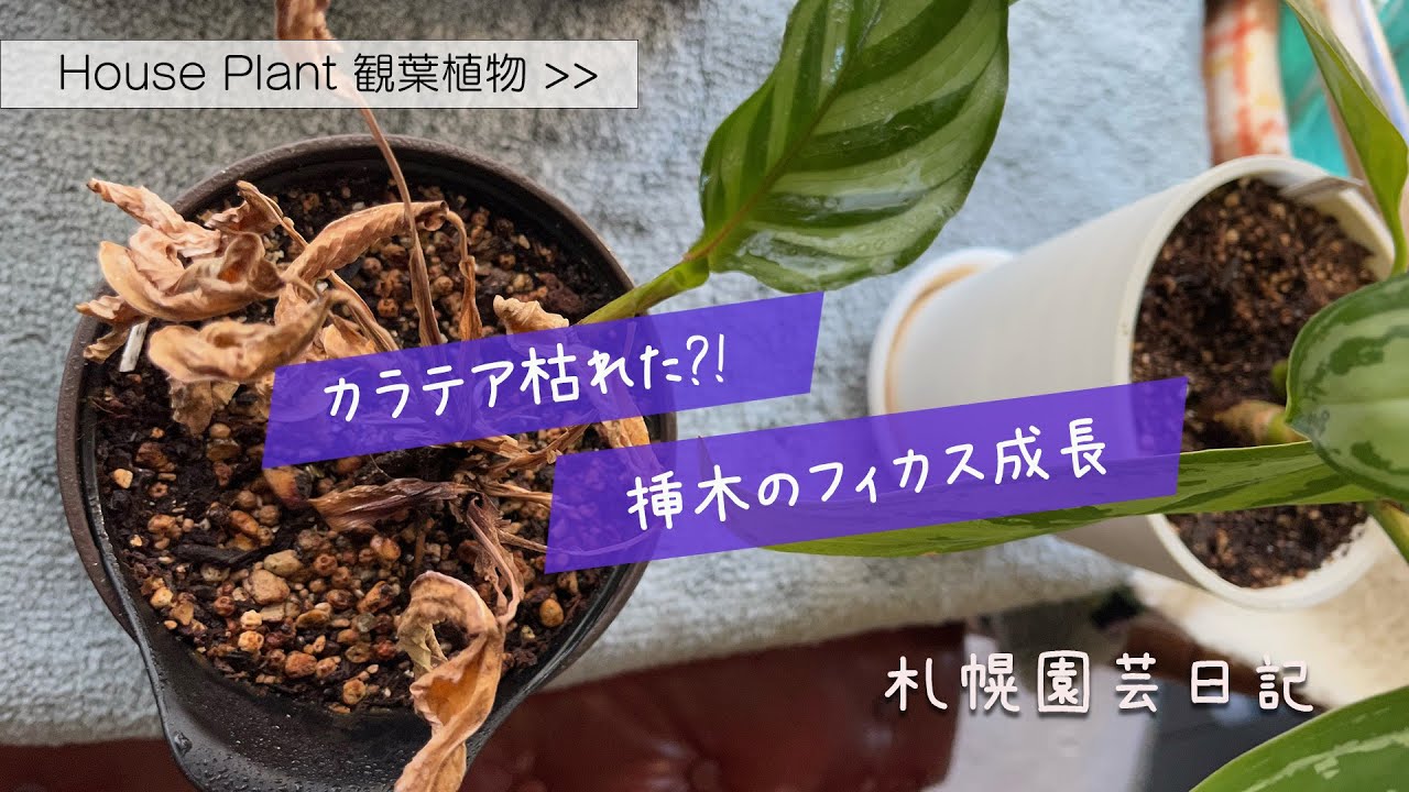 観葉植物 カラテア枯れた 挿木のフィカス成長 札幌園芸日記 Youtube 観葉植物 カラテア枯れた 挿木のフィカス成長 札幌園芸日記 Youtube